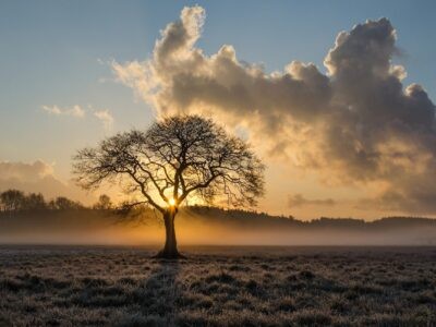 Baumbestattung – Asche als Nährstoff für einen heranwachsenden Baum